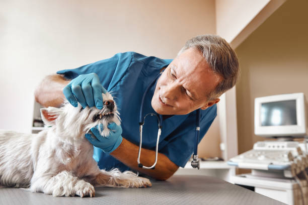 Best Emergency Dental Care for Broken or Chipped Teeth in Kronenwetter, WI